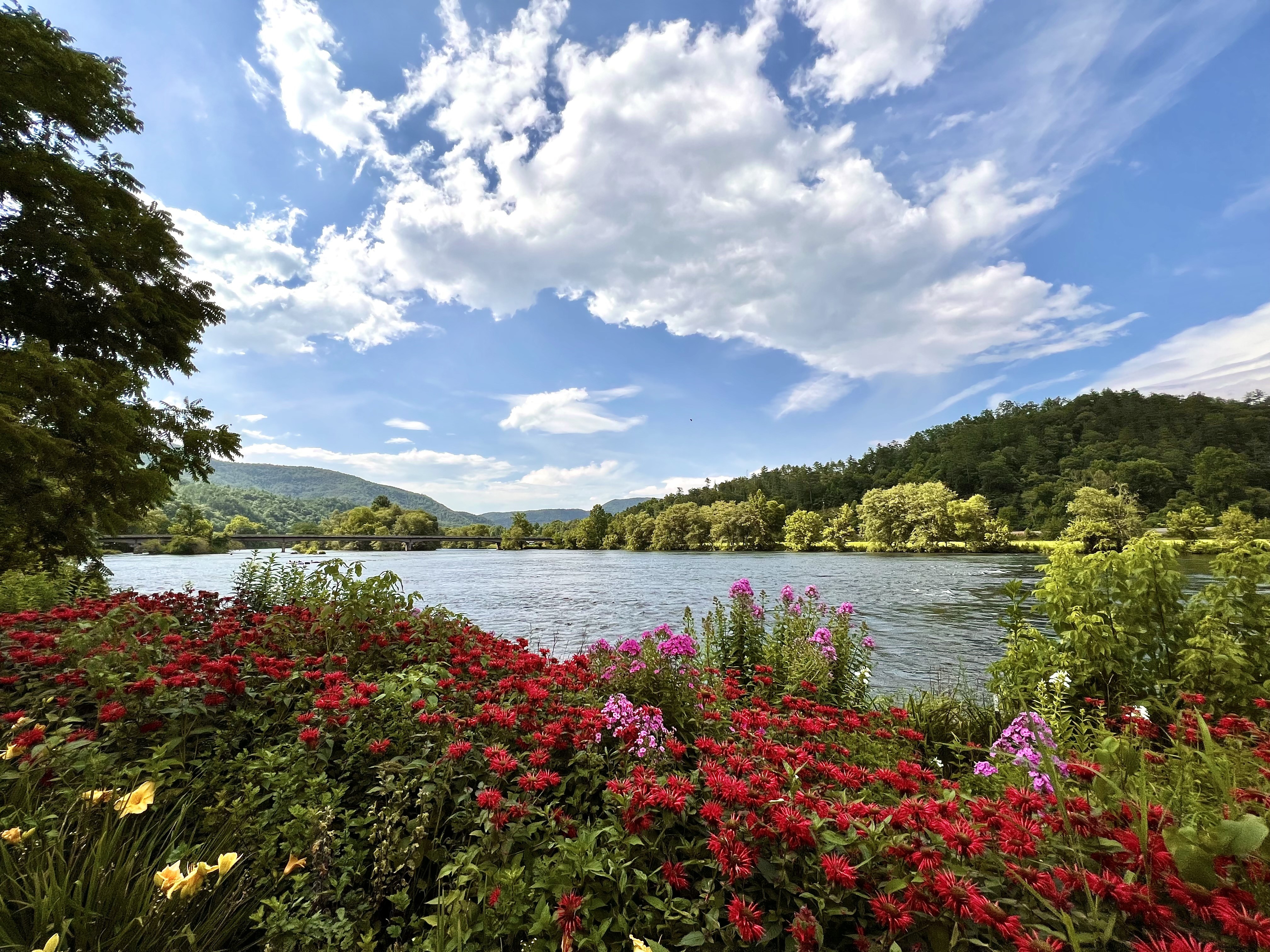 Flowers beside a river in Polk County, Tennessee