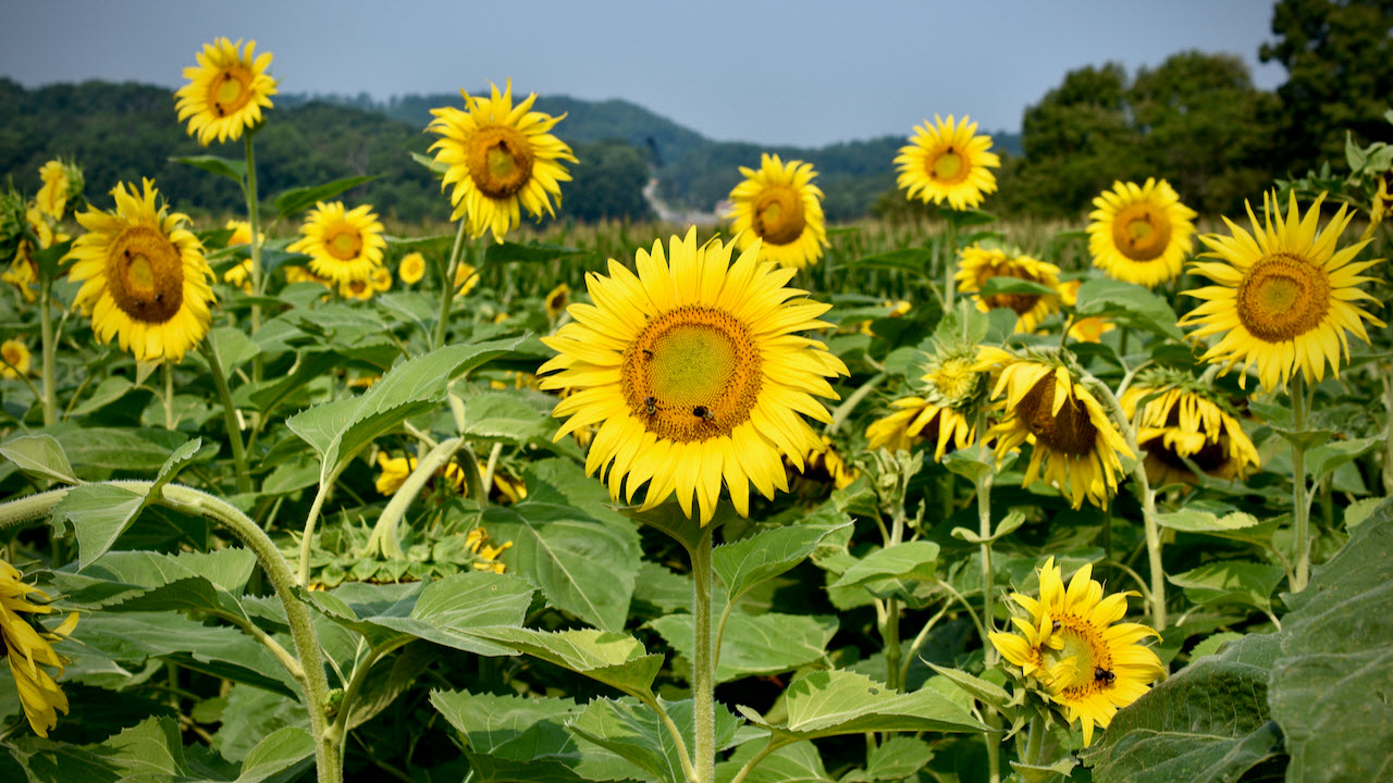 Sunflower field in Polk County, Tennessee